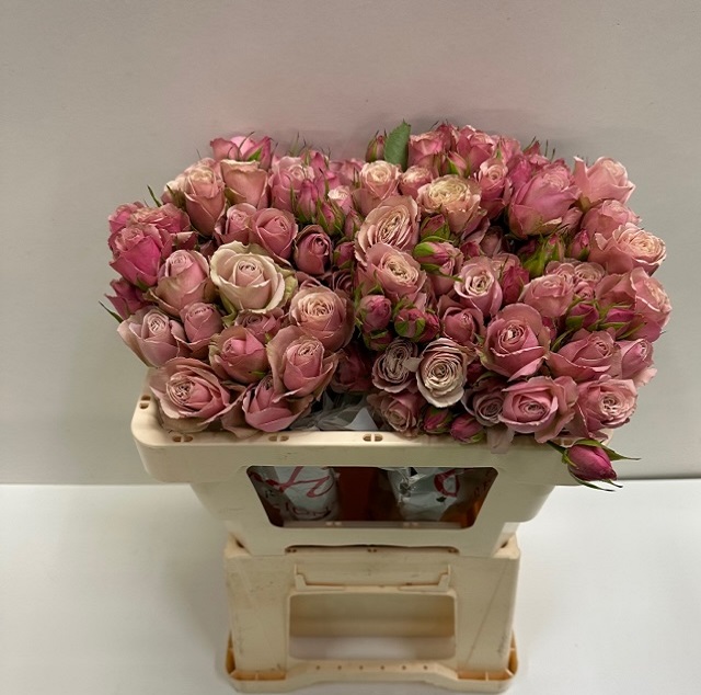 Rosa tros destiny SB.jpg